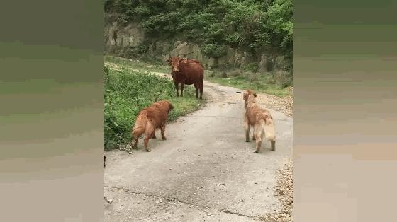 帶著金毛上山采蘑菇，被一頭牛攔住去路，保鏢金毛嚇得轉身就跑