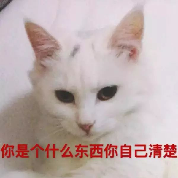 貓可以賤到什麼地步？