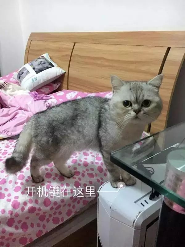 貓可以賤到什麼地步？