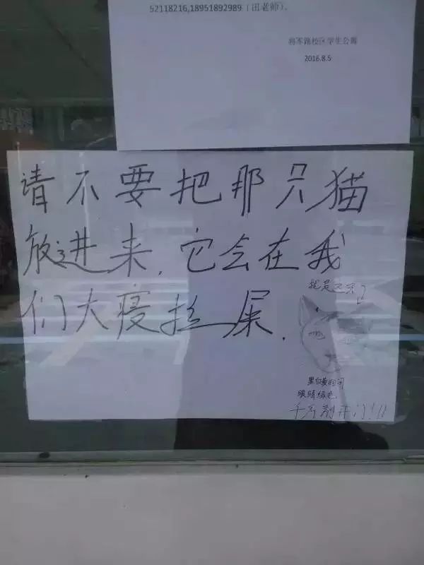 貓可以賤到什麼地步？