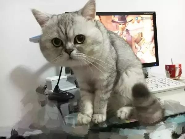 貓可以賤到什麼地步？