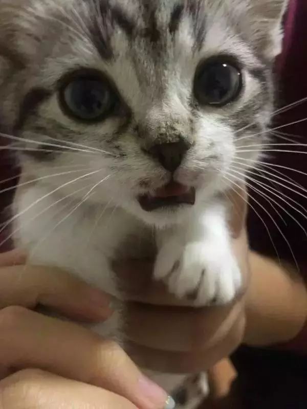 貓可以賤到什麼地步？