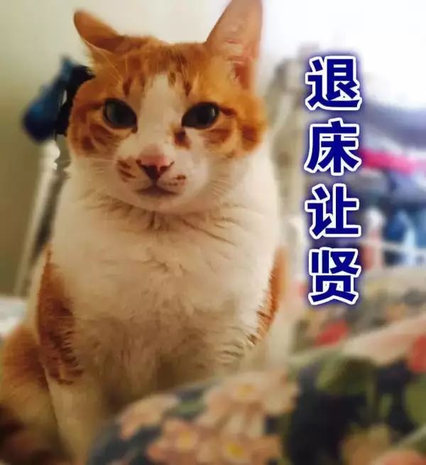 貓可以賤到什麼地步？