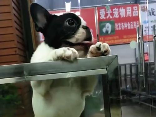 鬥牛犬挑中自己未來主人興奮不已，柯基無奈成為墊腳石