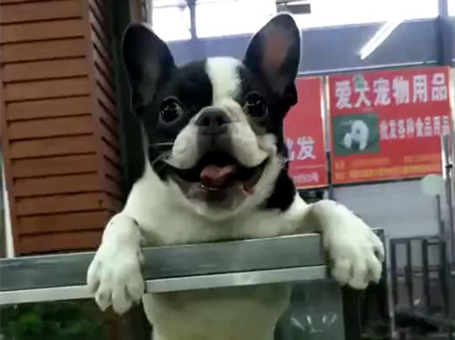 鬥牛犬挑中自己未來主人興奮不已，柯基無奈成為墊腳石