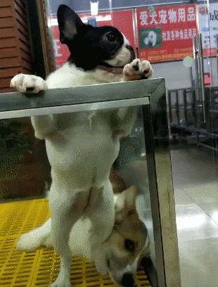 鬥牛犬挑中自己未來主人興奮不已，柯基無奈成為墊腳石