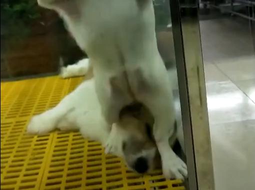 鬥牛犬挑中自己未來主人興奮不已，柯基無奈成為墊腳石