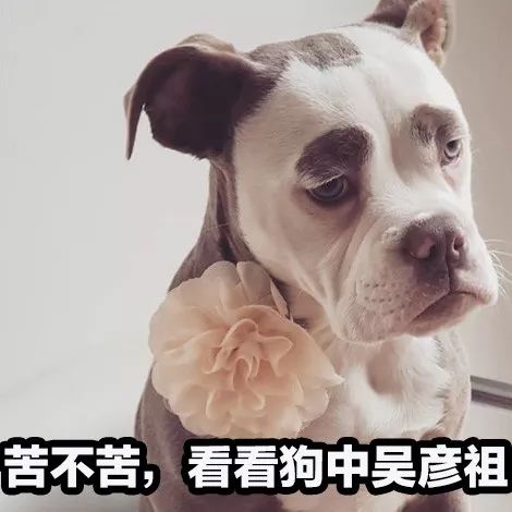 正能量什麼的都算了吧，這隻狗每天都很喪！