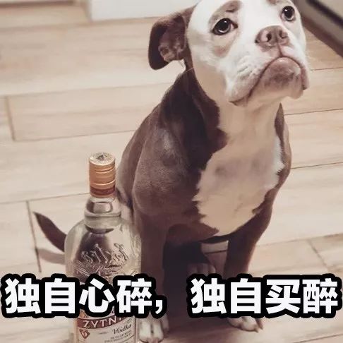 正能量什麼的都算了吧，這隻狗每天都很喪！