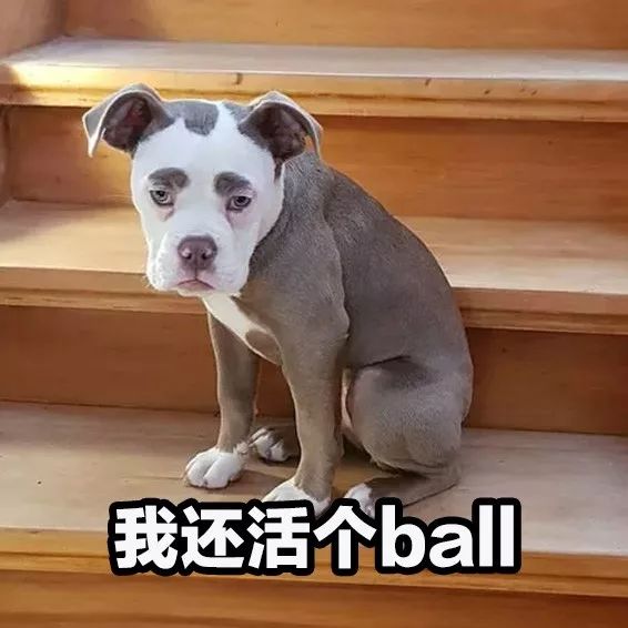 正能量什麼的都算了吧，這隻狗每天都很喪！
