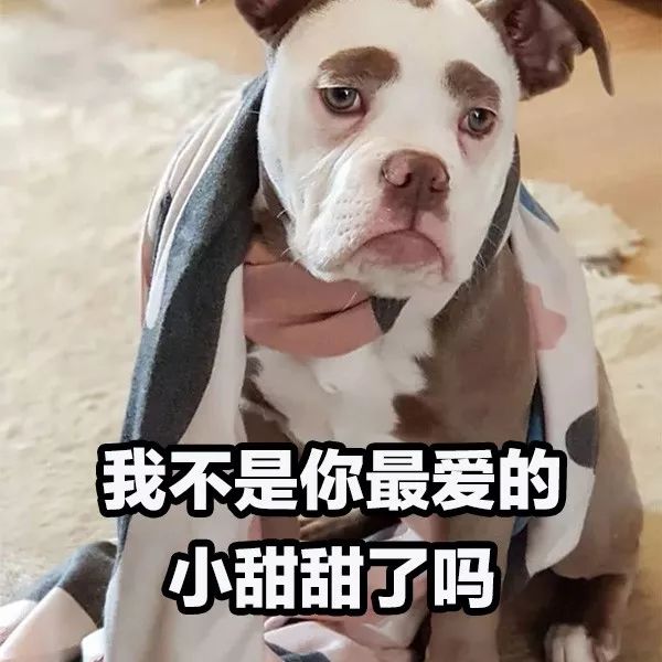 正能量什麼的都算了吧，這隻狗每天都很喪！