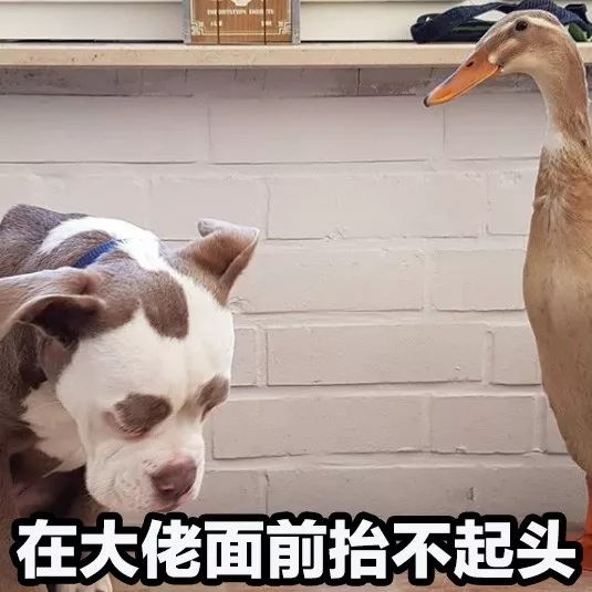 正能量什麼的都算了吧，這隻狗每天都很喪！