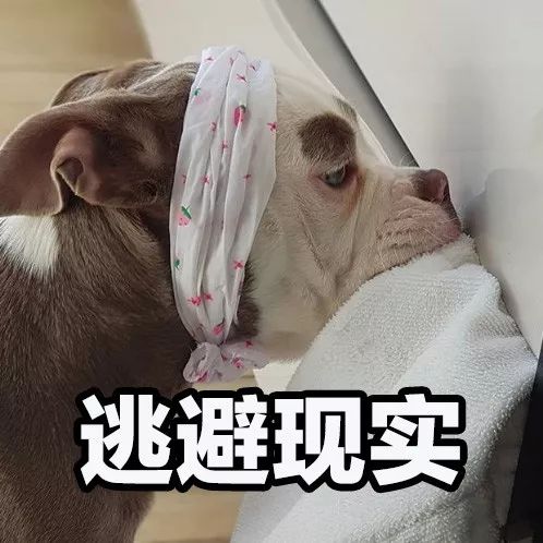 正能量什麼的都算了吧，這隻狗每天都很喪！