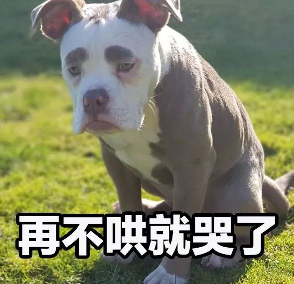 正能量什麼的都算了吧，這隻狗每天都很喪！
