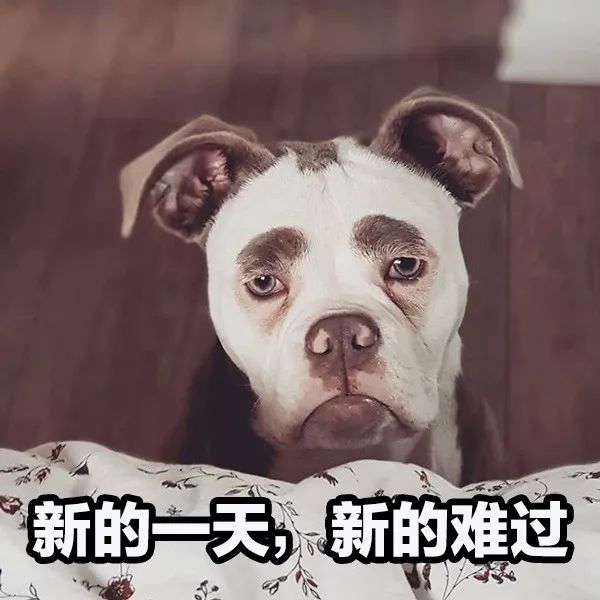 正能量什麼的都算了吧，這隻狗每天都很喪！