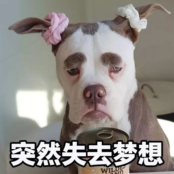 正能量什麼的都算了吧，這隻狗每天都很喪！