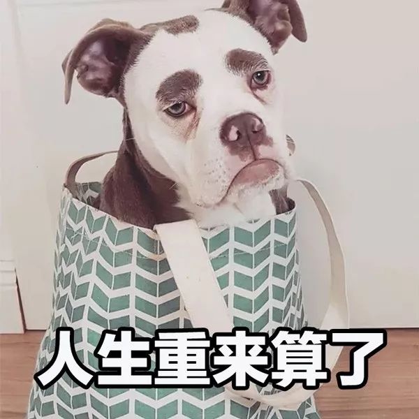 正能量什麼的都算了吧，這隻狗每天都很喪！