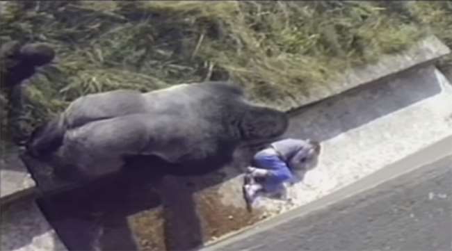 當強壯的大猩猩向意外掉進園區的男孩靠近...大家都覺得「死定了」！接下來的一幕完全出乎意料... 