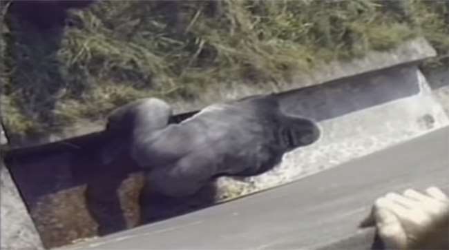 當強壯的大猩猩向意外掉進園區的男孩靠近...大家都覺得「死定了」！接下來的一幕完全出乎意料... 