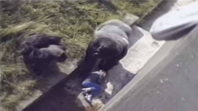 當強壯的大猩猩向意外掉進園區的男孩靠近...大家都覺得「死定了」！接下來的一幕完全出乎意料... 