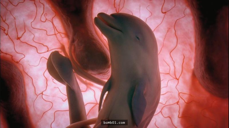 15隻還在子宮中沉睡的動物胎兒照，有些根本認不出來啊！ 