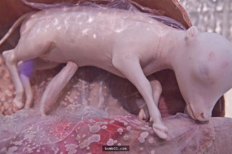 15隻還在子宮中沉睡的動物胎兒照，有些根本認不出來啊！ 
