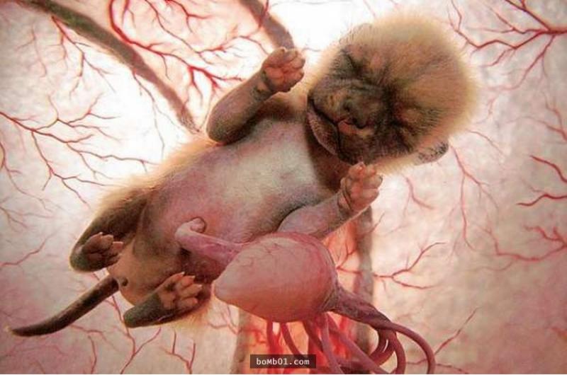 15隻還在子宮中沉睡的動物胎兒照，有些根本認不出來啊！ 