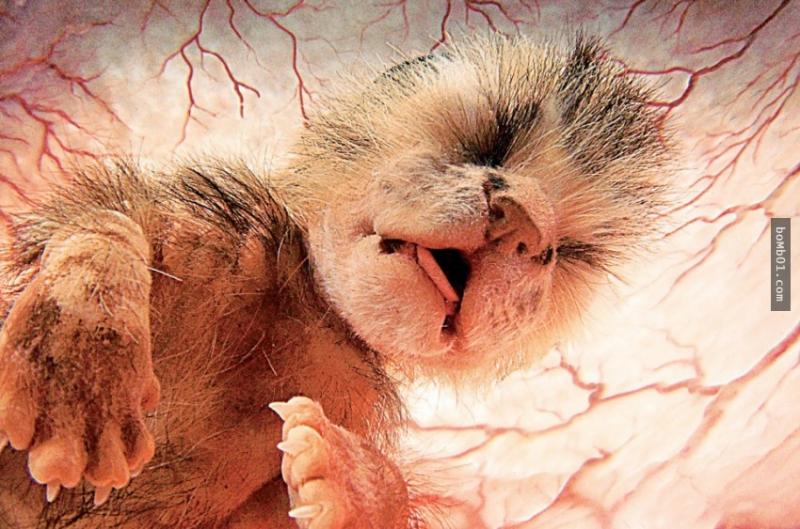 15隻還在子宮中沉睡的動物胎兒照，有些根本認不出來啊！ 