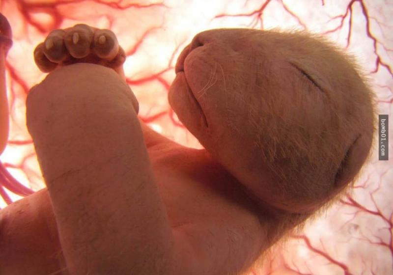 15隻還在子宮中沉睡的動物胎兒照，有些根本認不出來啊！ 