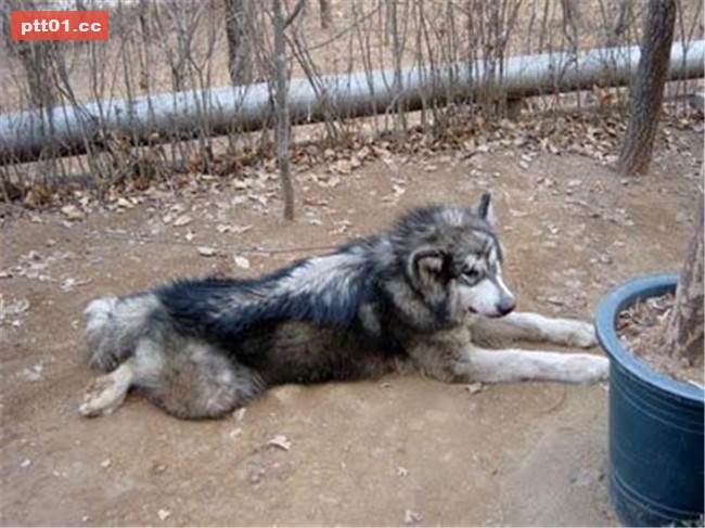 樂於幫助同伴的被虐犬即將面臨安樂死...在生命終結的最後30分鐘出現大逆轉！ 