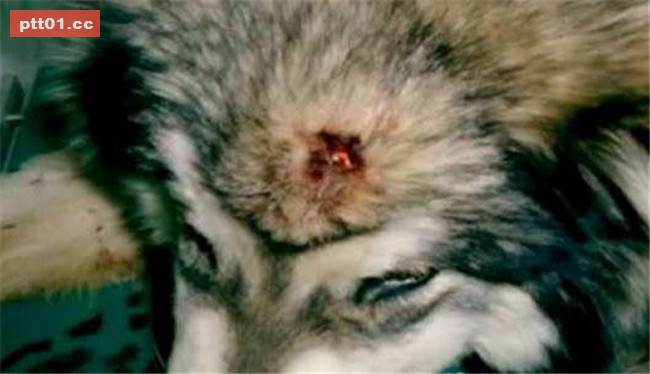 樂於幫助同伴的被虐犬即將面臨安樂死...在生命終結的最後30分鐘出現大逆轉！ 