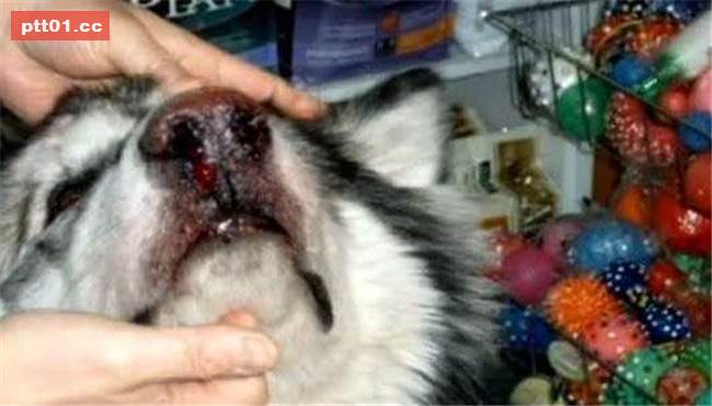 樂於幫助同伴的被虐犬即將面臨安樂死...在生命終結的最後30分鐘出現大逆轉！ 
