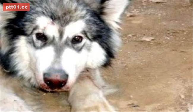 樂於幫助同伴的被虐犬即將面臨安樂死...在生命終結的最後30分鐘出現大逆轉！ 