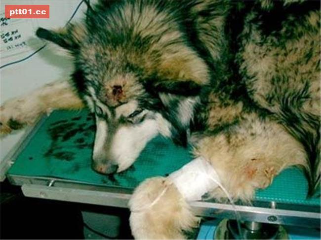 樂於幫助同伴的被虐犬即將面臨安樂死...在生命終結的最後30分鐘出現大逆轉！ 