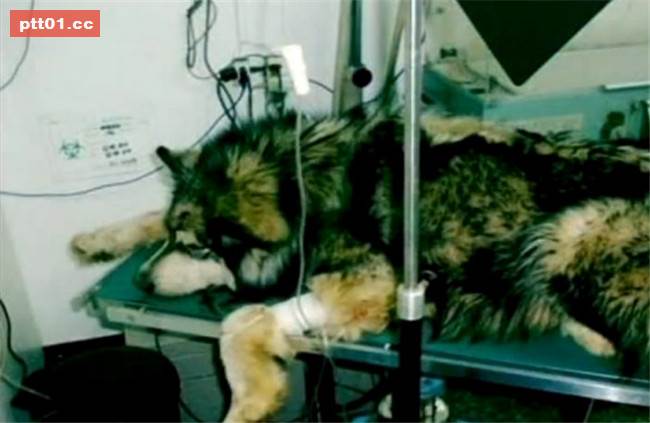樂於幫助同伴的被虐犬即將面臨安樂死...在生命終結的最後30分鐘出現大逆轉！ 