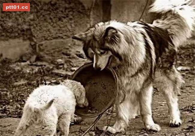 樂於幫助同伴的被虐犬即將面臨安樂死...在生命終結的最後30分鐘出現大逆轉！ 