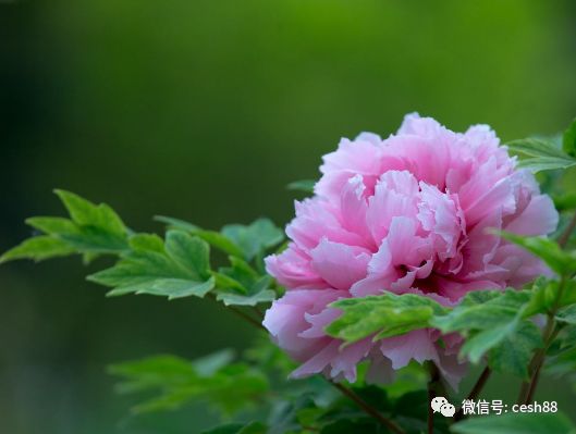 心理測試：哪對夫妻最恩愛？測出你婚後的生活！  