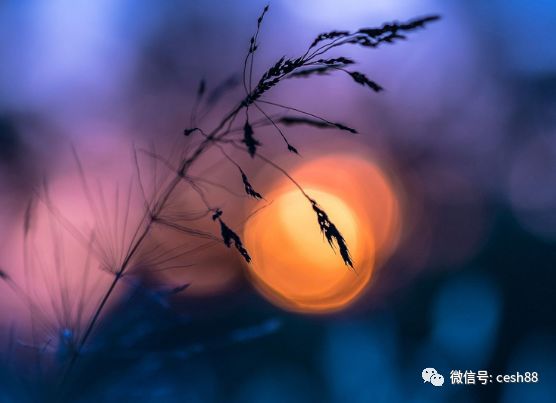 心理測試：哪對夫妻最恩愛？測出你婚後的生活！  