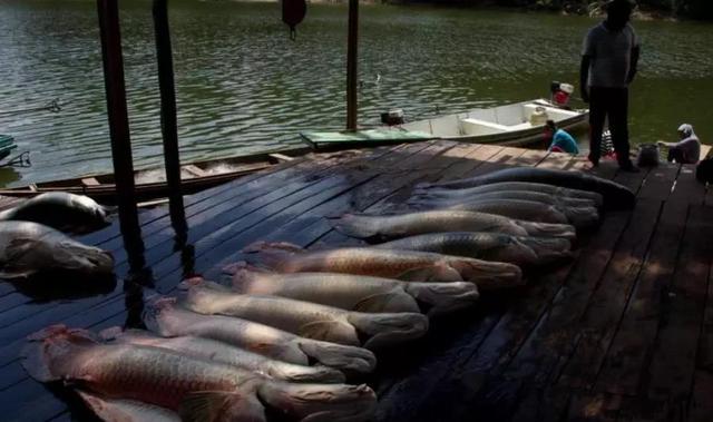 史上膽最大的淡水魚，一棒子敲暈後就可以帶走，真是好奇心害死魚！