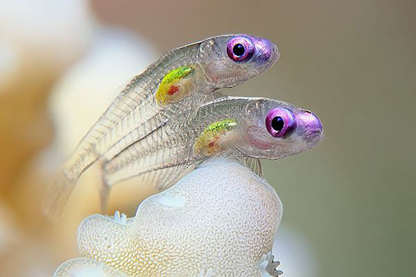 16種「上帝忘了著色」的透明動物，最後一張「手指上的透明小魚」最夢幻！