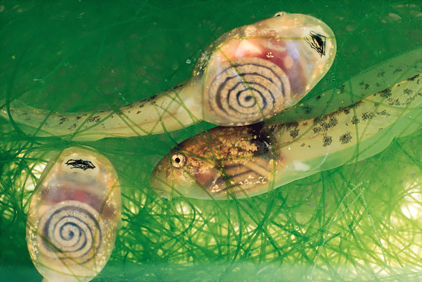 16種「上帝忘了著色」的透明動物，最後一張「手指上的透明小魚」最夢幻！