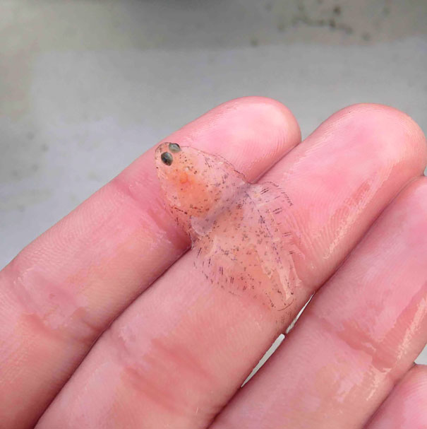 16種「上帝忘了著色」的透明動物，最後一張「手指上的透明小魚」最夢幻！
