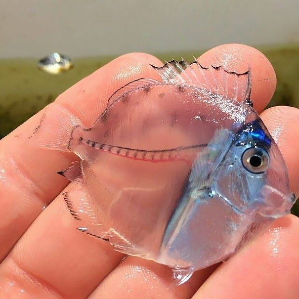 16種「上帝忘了著色」的透明動物，最後一張「手指上的透明小魚」最夢幻！