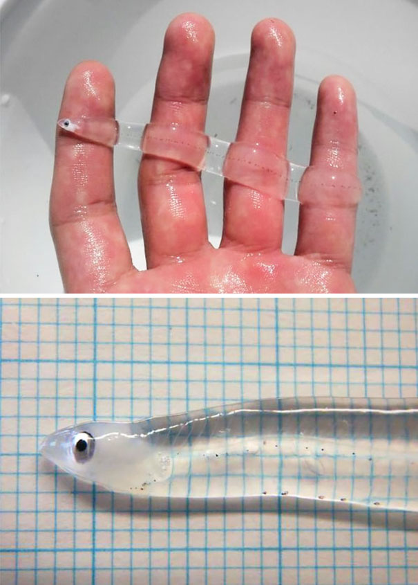 16種「上帝忘了著色」的透明動物，最後一張「手指上的透明小魚」最夢幻！