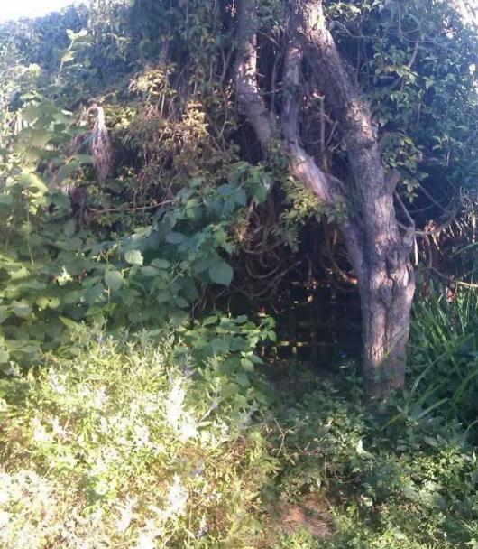 男子在自家後院的空地上「挖坑」，越挖越大，結果最後竟然自造出讓人「驚艷不已」的場景！