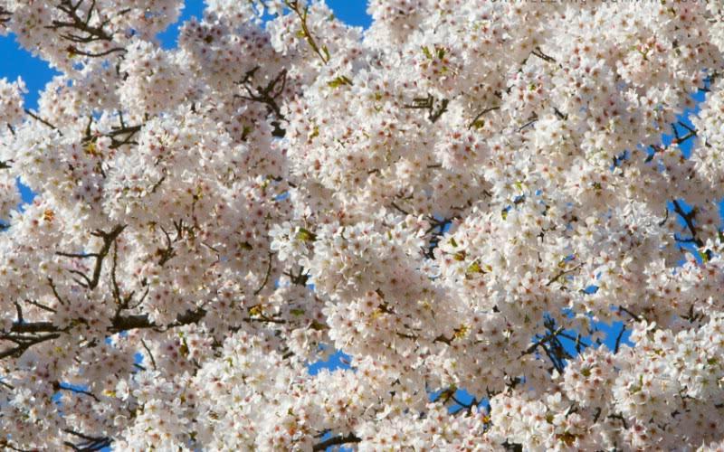 4月倒黴，5月走運，6月發財，3大生肖越到年尾運氣越好 