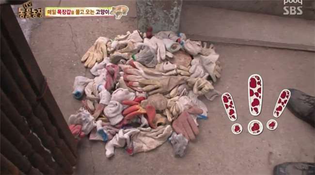 為了報答好心給牠飯吃的大媽...野貓每天都咬回讓人意想不到的「神秘禮物」！ 