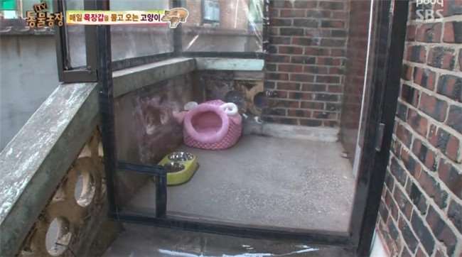 為了報答好心給牠飯吃的大媽...野貓每天都咬回讓人意想不到的「神秘禮物」！ 