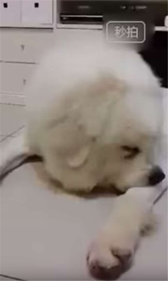剛被剃完毛正不爽，主人這時還來討握手...毛小孩的反應真是笑死我了！ 