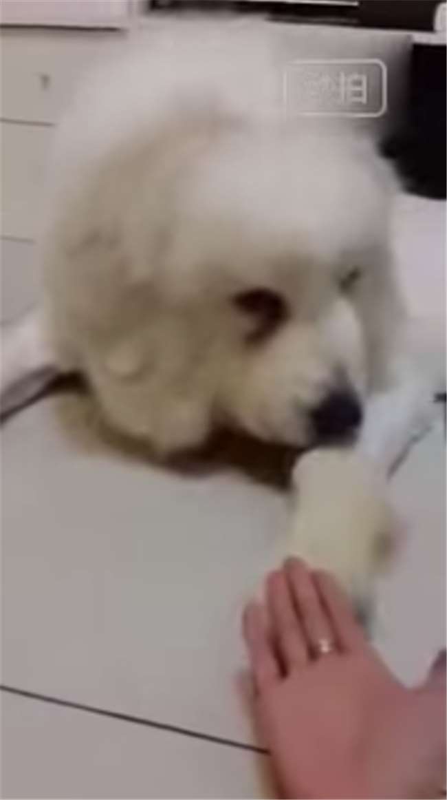 剛被剃完毛正不爽，主人這時還來討握手...毛小孩的反應真是笑死我了！ 